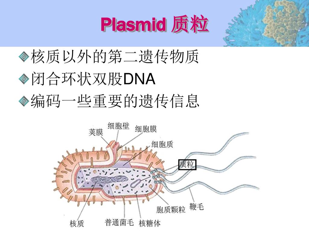 Plasmid 质粒 核质以外的第二遗传物质 闭合环状双股DNA 编码一些重要的遗传信息