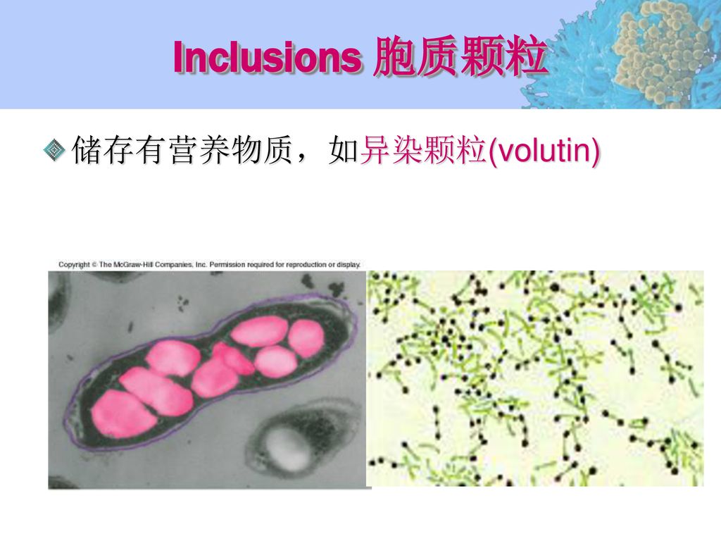 Inclusions 胞质颗粒 储存有营养物质，如异染颗粒(volutin)