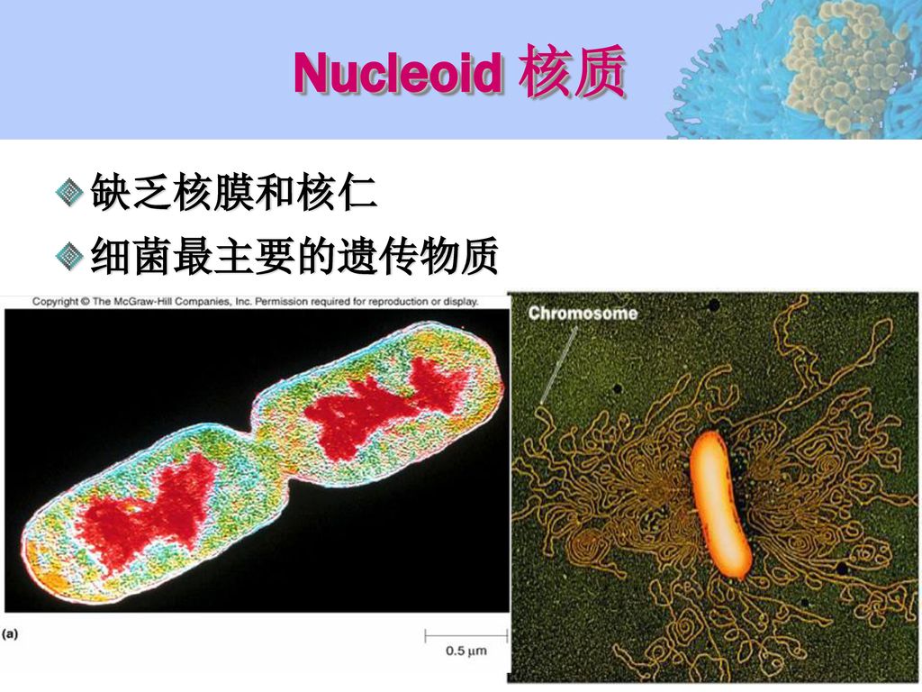 Nucleoid 核质 缺乏核膜和核仁 细菌最主要的遗传物质