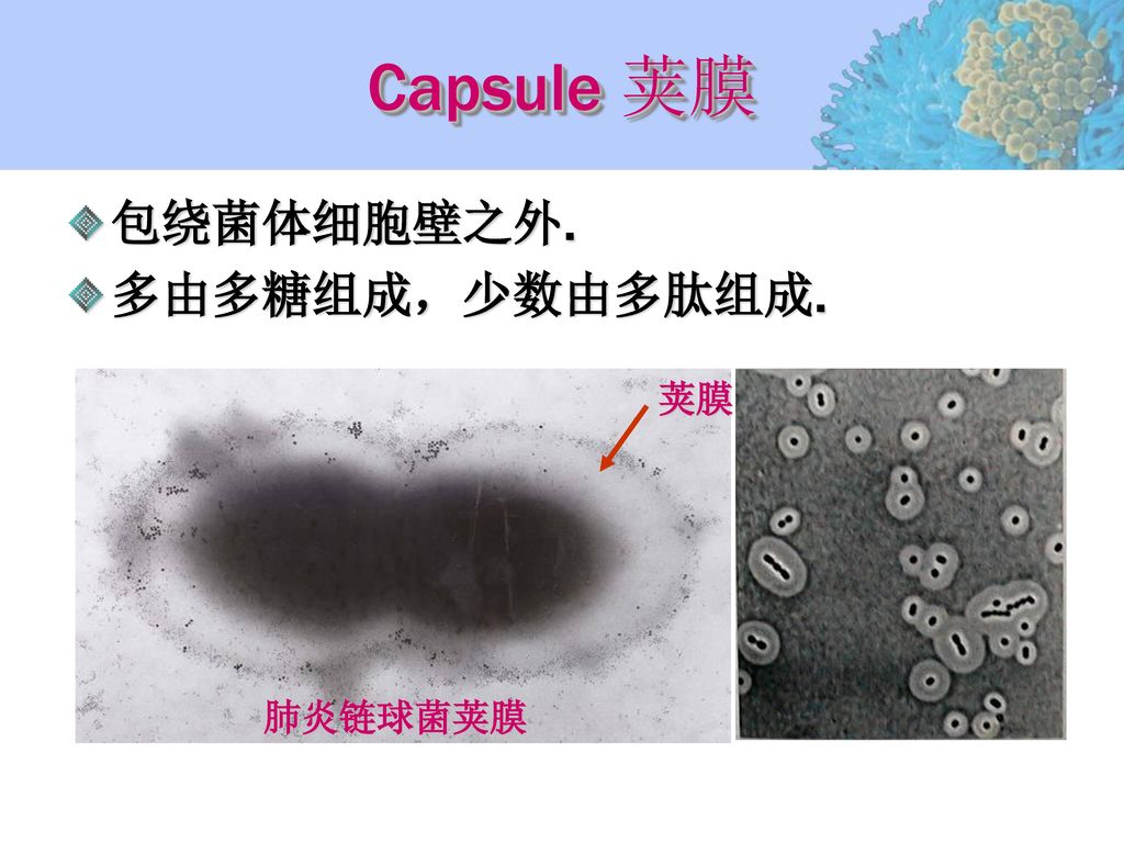 Capsule 荚膜 包绕菌体细胞壁之外. 多由多糖组成，少数由多肽组成. 荚膜 肺炎链球菌荚膜