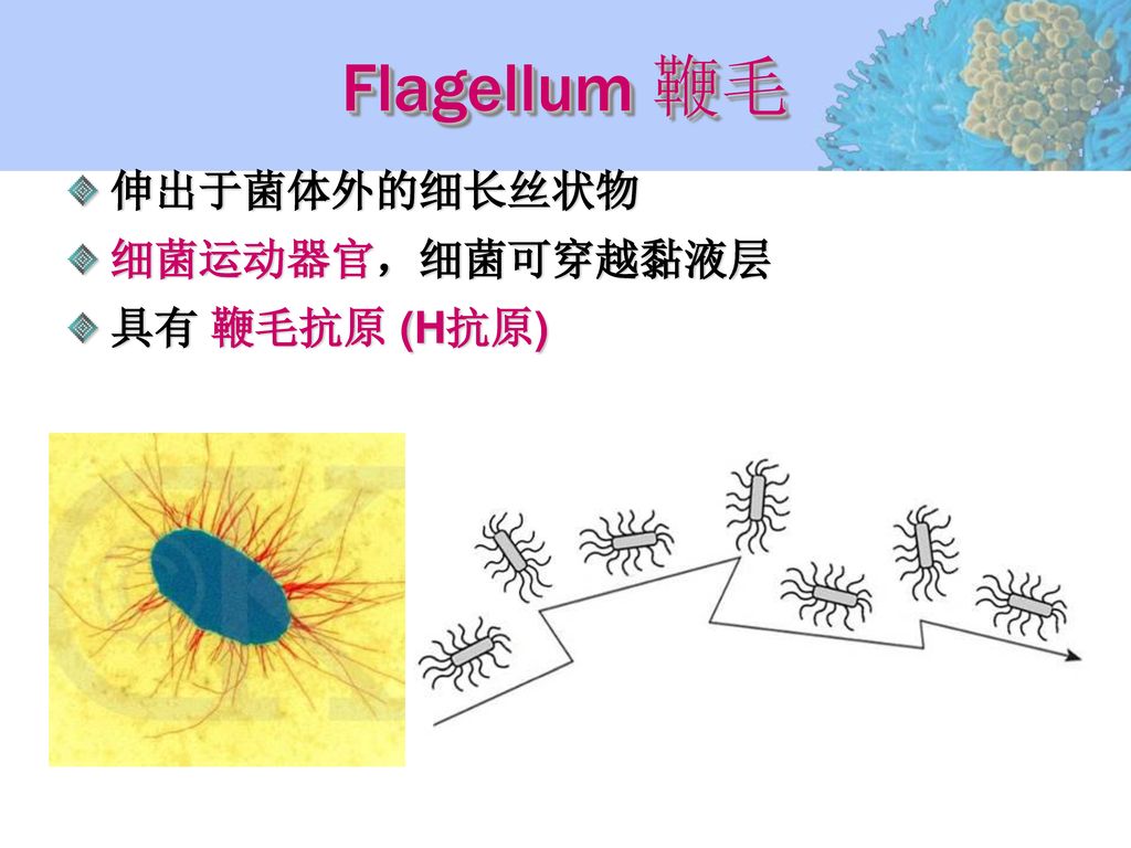 Flagellum 鞭毛 伸出于菌体外的细长丝状物 细菌运动器官，细菌可穿越黏液层 具有 鞭毛抗原 (H抗原)