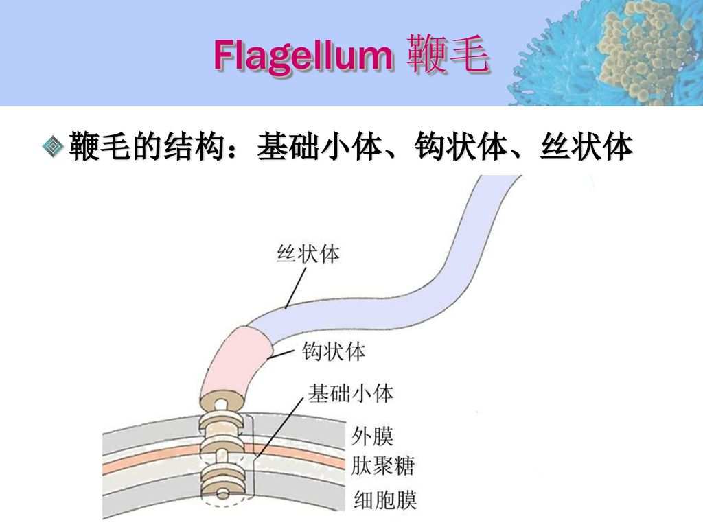 Flagellum 鞭毛 鞭毛的结构：基础小体、钩状体、丝状体