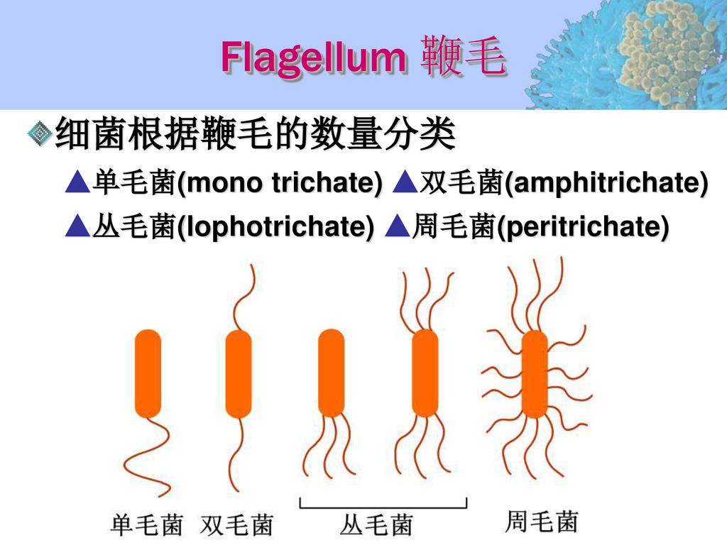 Flagellum 鞭毛 细菌根据鞭毛的数量分类 ▲单毛菌(mono trichate) ▲双毛菌(amphitrichate)