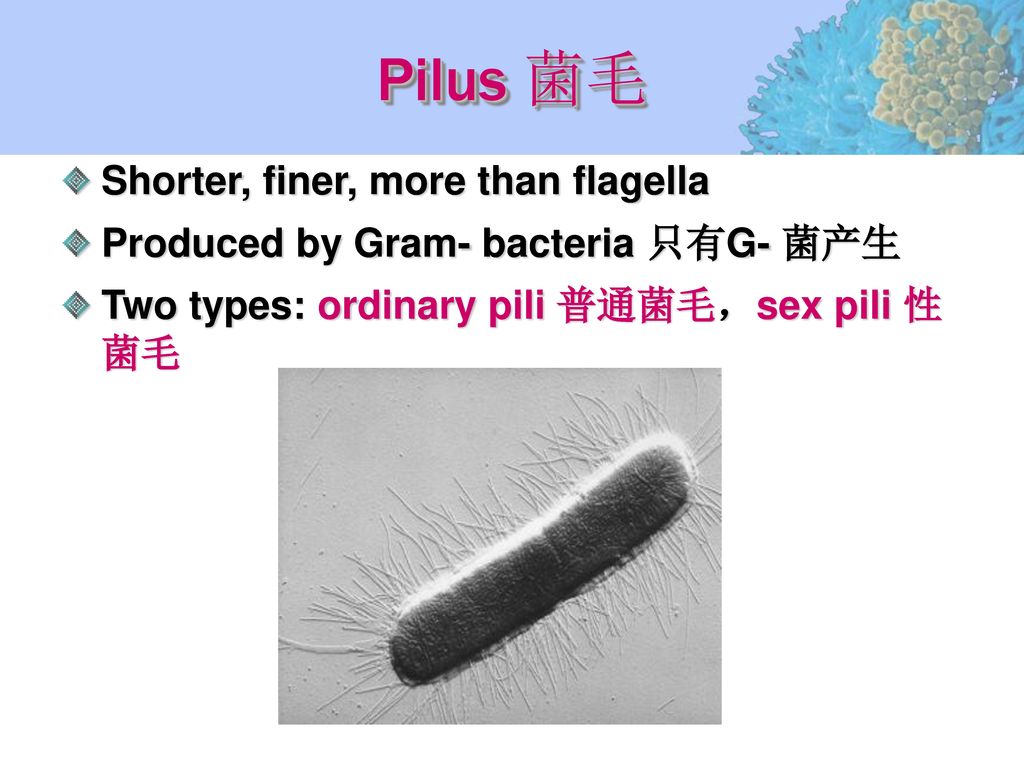 Pilus 菌毛 Shorter, finer, more than flagella