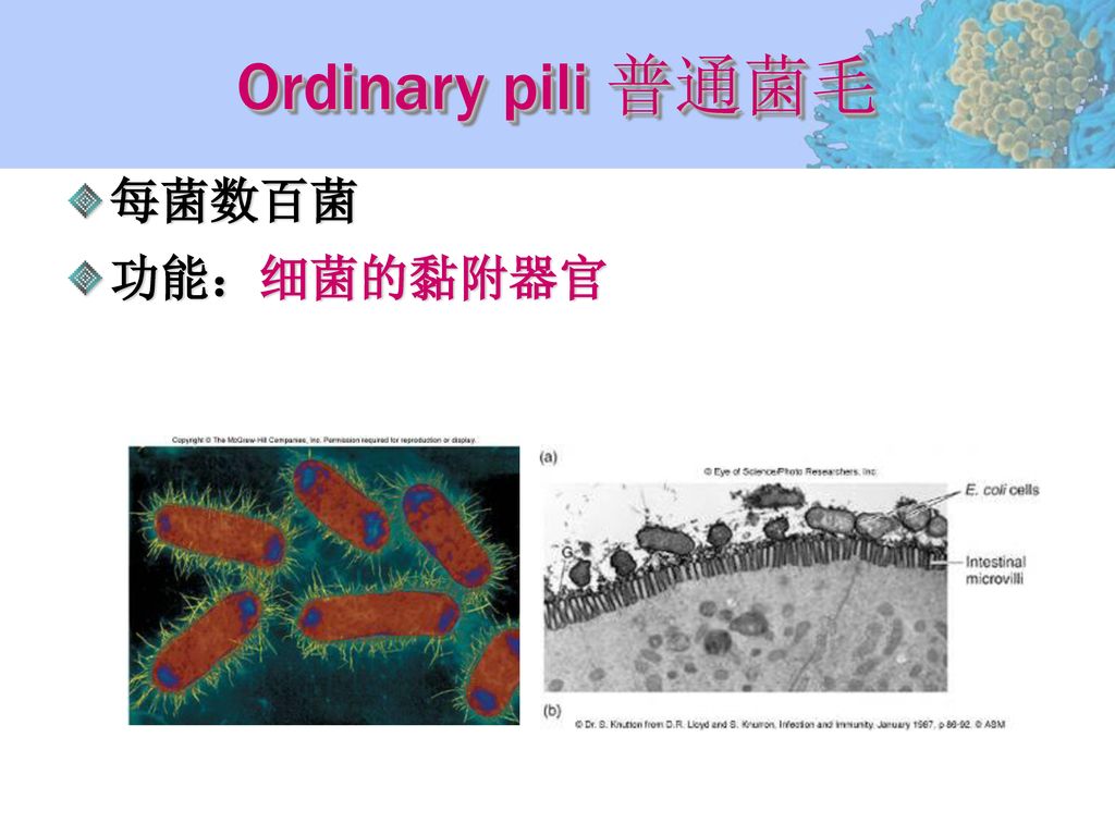 Ordinary pili 普通菌毛 每菌数百菌 功能：细菌的黏附器官