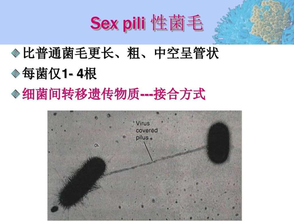 Sex pili 性菌毛 比普通菌毛更长、粗、中空呈管状 每菌仅1- 4根 细菌间转移遗传物质---接合方式