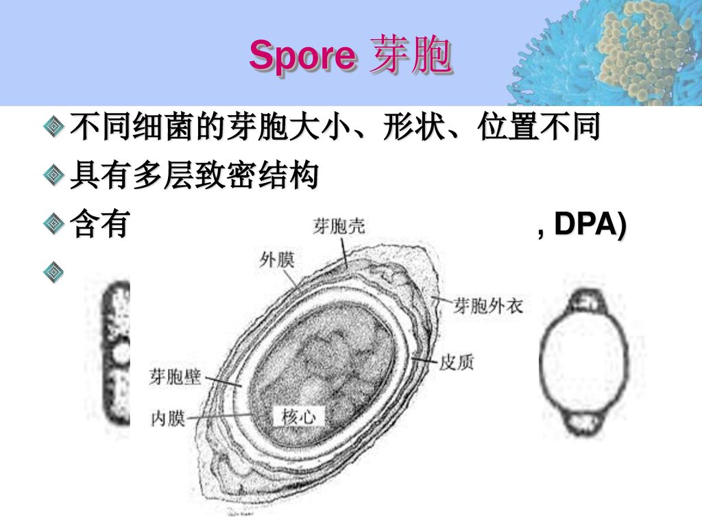Spore 芽胞 不同细菌的芽胞大小、形状、位置不同 具有多层致密结构 含有吡啶二羧酸 (Dipicolinic acid, DPA)
