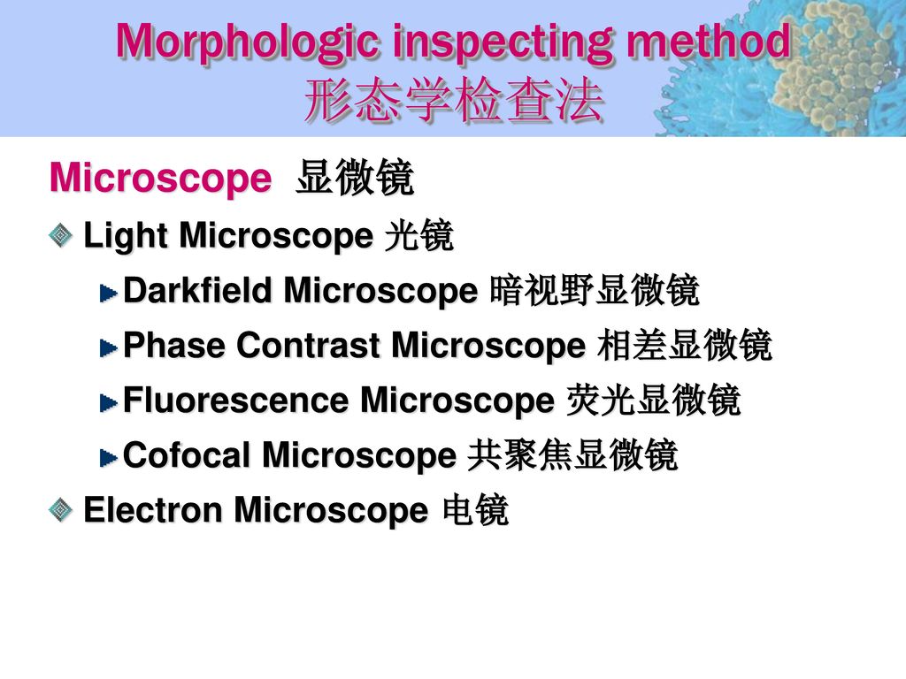 Morphologic inspecting method 形态学检查法