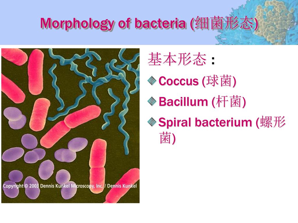 Morphology of bacteria (细菌形态)