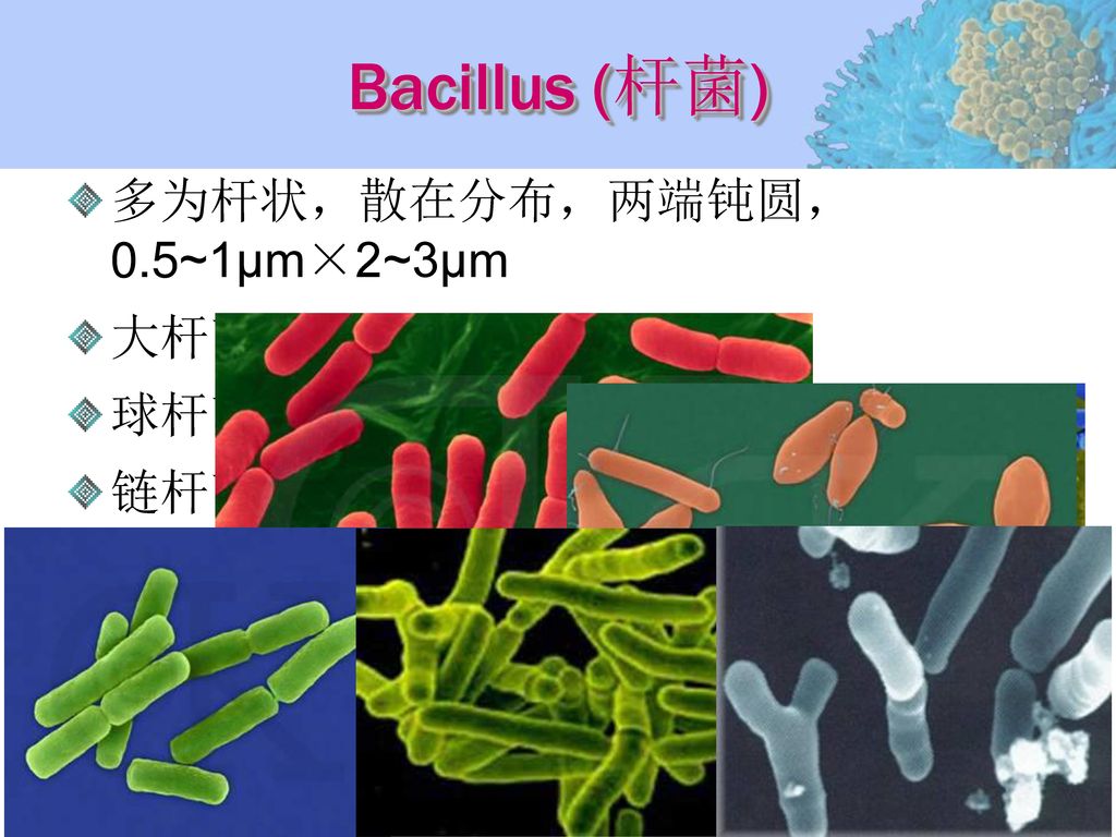 Bacillus (杆菌) 多为杆状，散在分布，两端钝圆， 0.5~1μm×2~3μm 大杆菌、中等杆菌、小杆菌 球杆菌、棒状杆菌