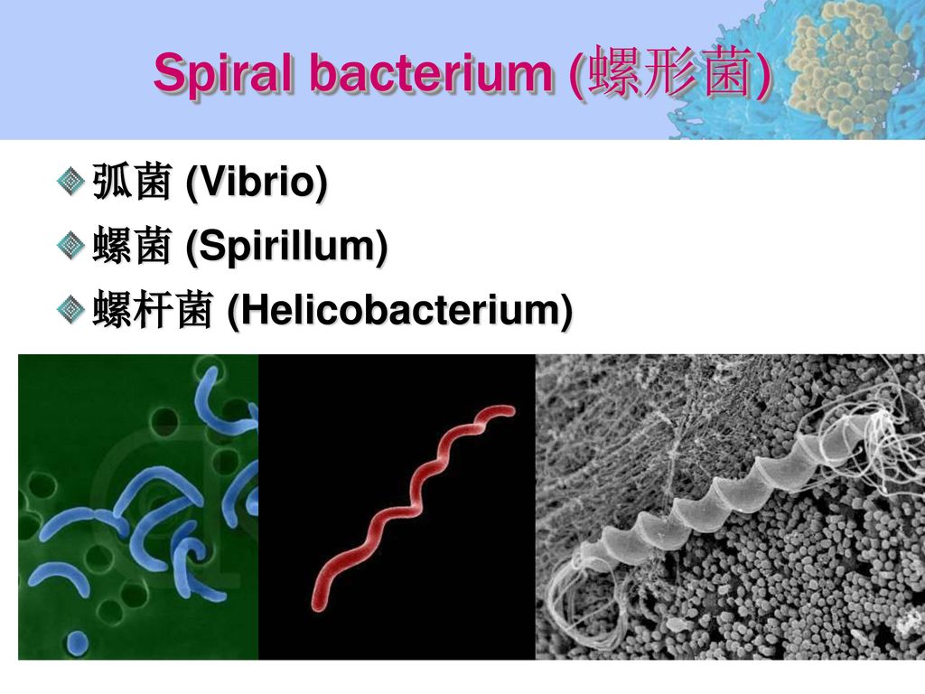 Spiral bacterium (螺形菌)