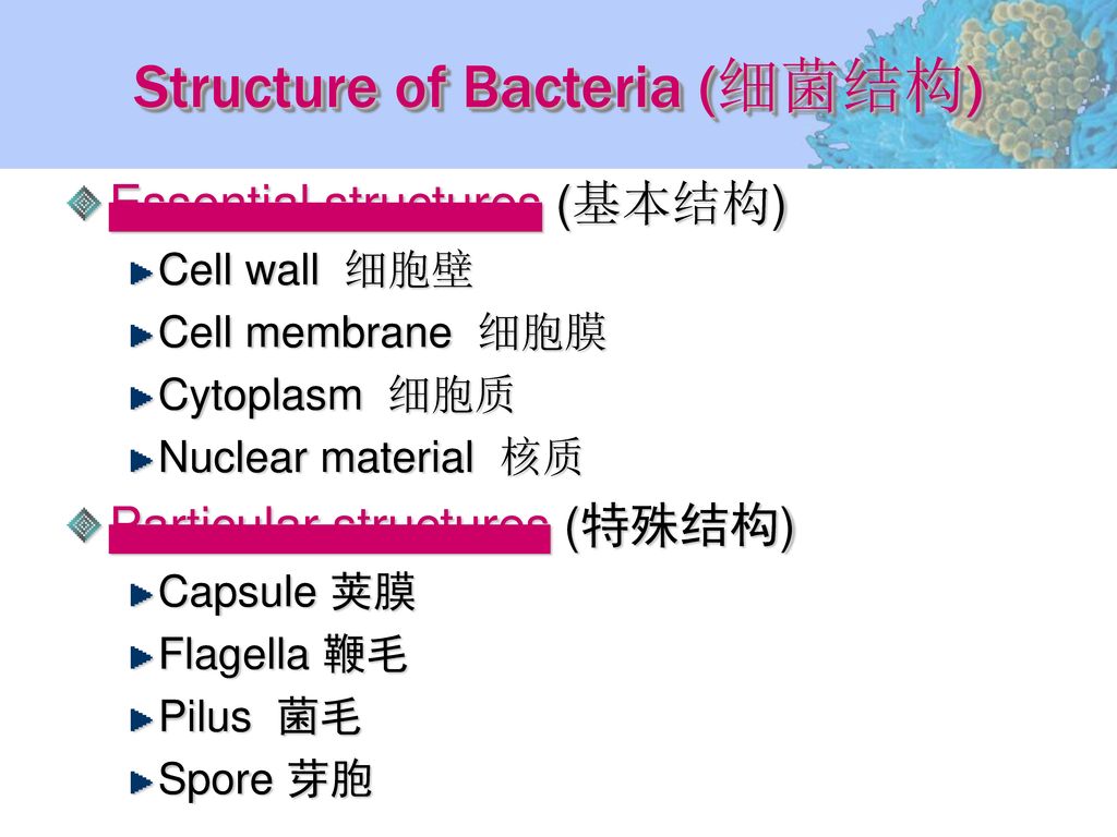 Structure of Bacteria (细菌结构)