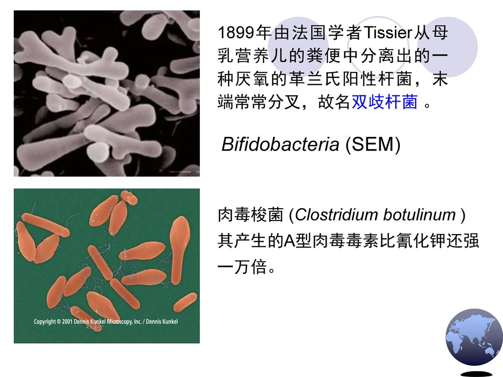 肉毒梭菌 (Clostridium botulinum ) 其产生的A型肉毒毒素比氰化钾还强一万倍。