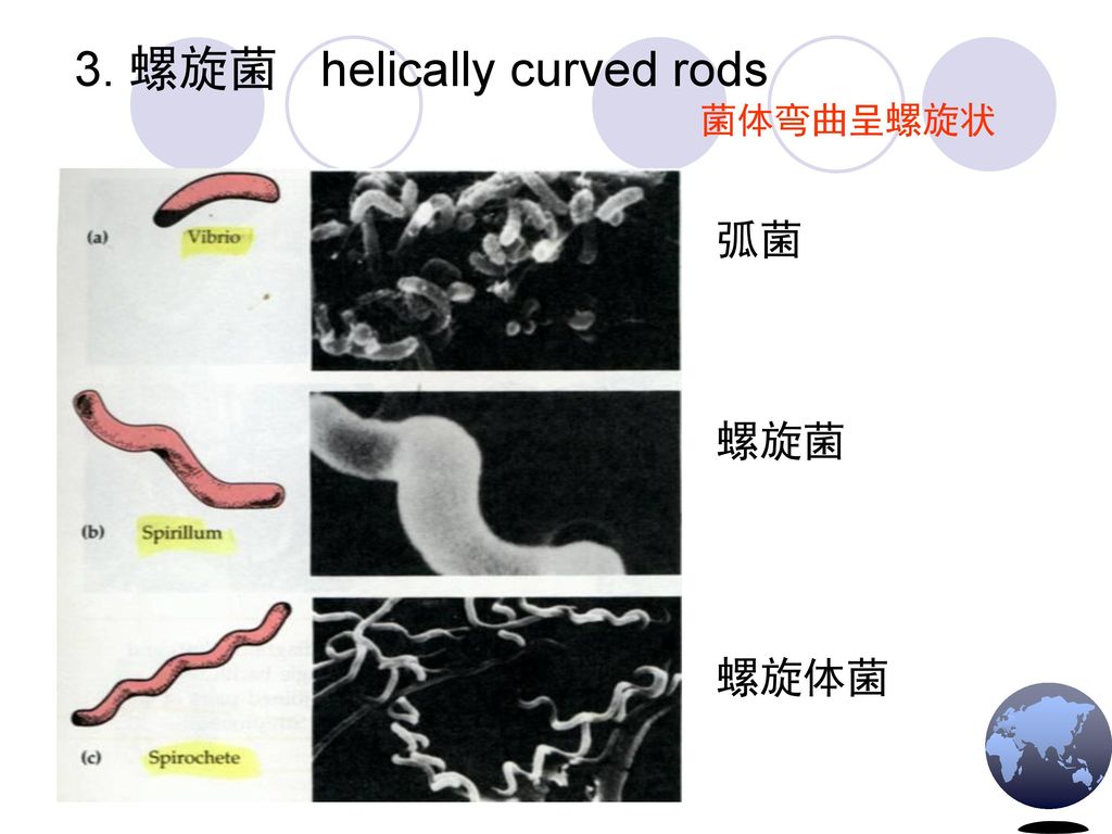 3. 螺旋菌 helically curved rods