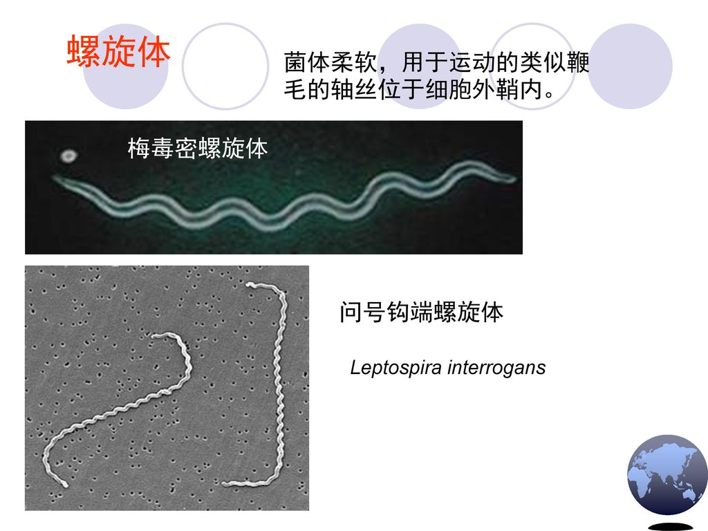 螺旋体 菌体柔软，用于运动的类似鞭毛的轴丝位于细胞外鞘内。 梅毒密螺旋体 问号钩端螺旋体 Leptospira interrogans