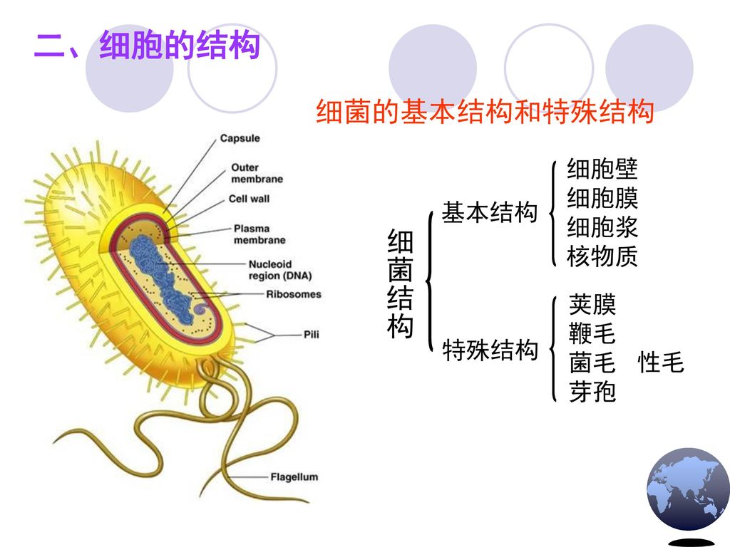 二、细胞的结构 细菌的基本结构和特殊结构 细胞壁 细胞膜 细胞浆 核物质 基本结构 细菌结构 荚膜 鞭毛 菌毛 芽孢 特殊结构 性毛