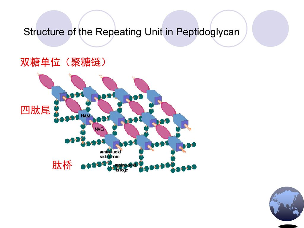 Structure of the Repeating Unit in Peptidoglycan