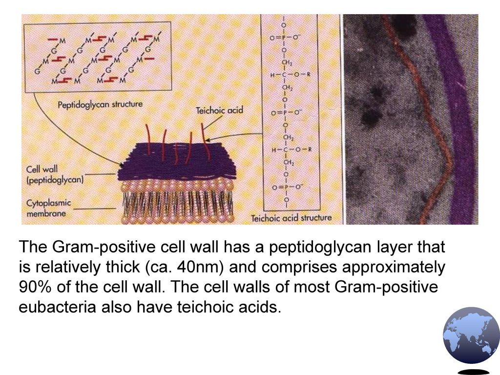 The Gram-positive cell wall has a peptidoglycan layer that is relatively thick (ca.