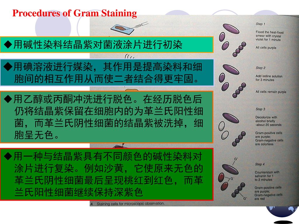 Procedures of Gram Staining