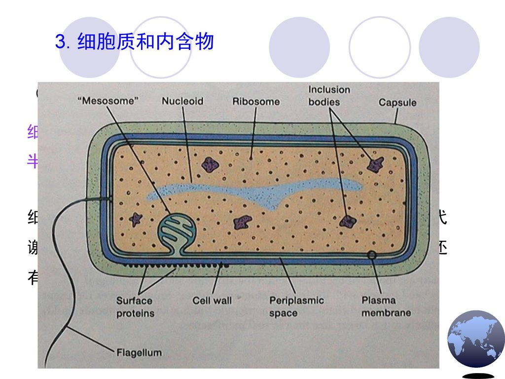 3. 细胞质和内含物 （1）概念 细胞质（cytoplasm）是细胞质膜包围的除核区外的一切半透明、胶状、颗粒状物质的总称。含水量约80%。