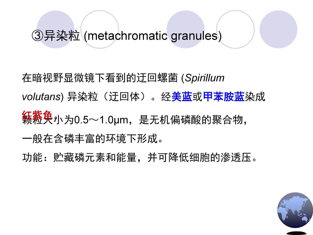 ③异染粒 (metachromatic granules)