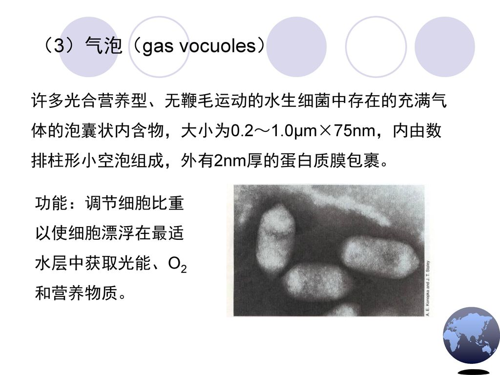 （3）气泡（gas vocuoles） 许多光合营养型、无鞭毛运动的水生细菌中存在的充满气体的泡囊状内含物，大小为0.2～1.0μm×75nm，内由数排柱形小空泡组成，外有2nm厚的蛋白质膜包裹。 功能：调节细胞比重以使细胞漂浮在最适水层中获取光能、O2和营养物质。