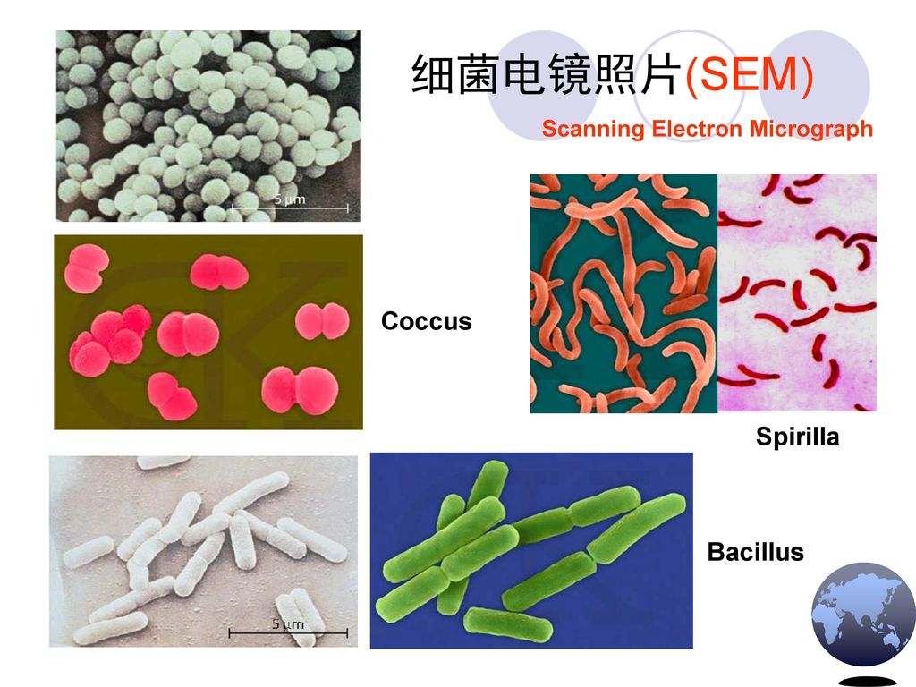 细菌电镜照片(SEM) Scanning Electron Micrograph Coccus Spirilla Bacillus