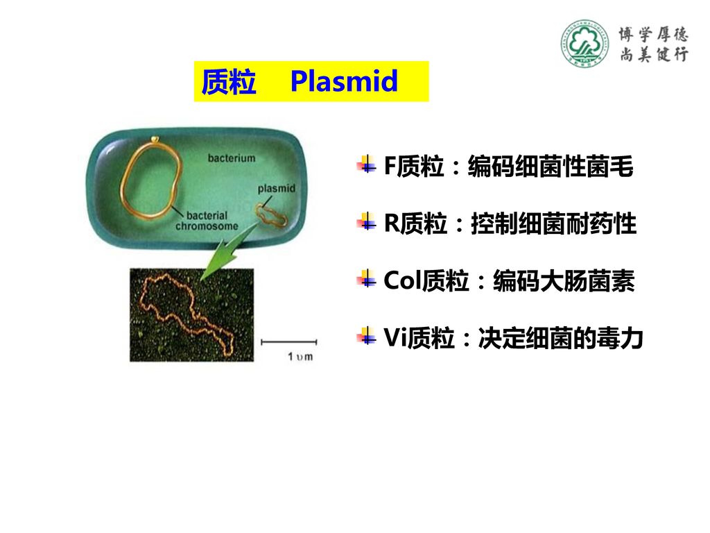 质粒 Plasmid F质粒：编码细菌性菌毛 R质粒：控制细菌耐药性 Col质粒：编码大肠菌素 Vi质粒：决定细菌的毒力
