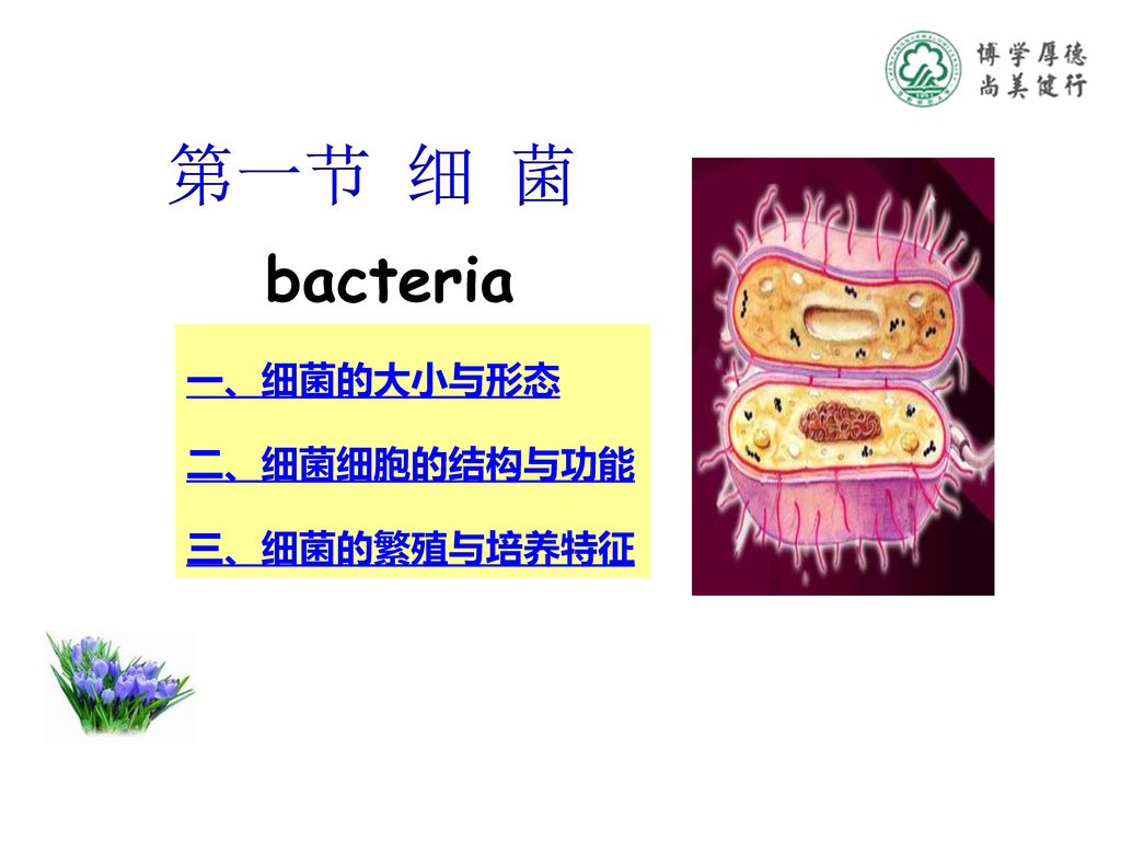 第一节 细 菌 bacteria 一、细菌的大小与形态 二、细菌细胞的结构与功能 三、细菌的繁殖与培养特征