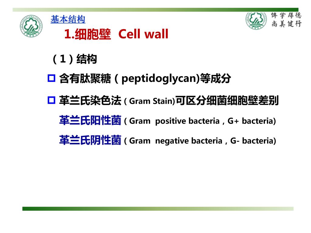 1.细胞壁 Cell wall （1）结构 含有肽聚糖（peptidoglycan)等成分