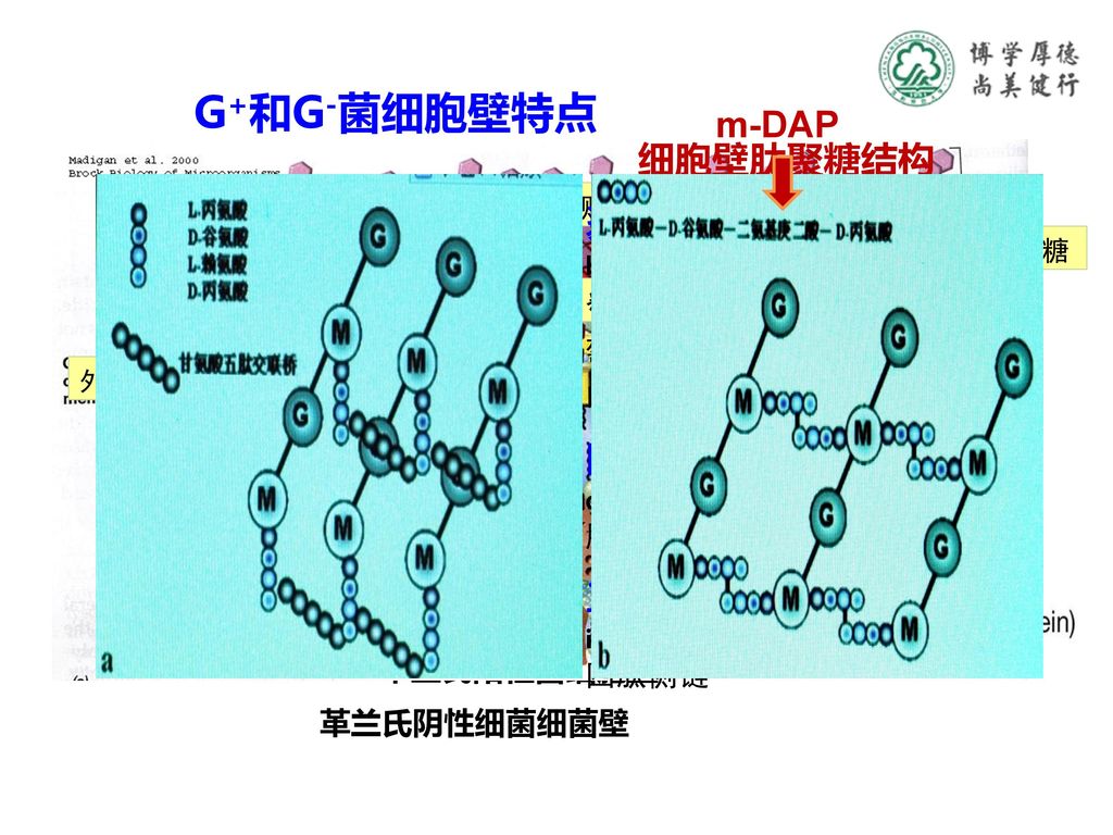 G+和G-菌细胞壁特点 m-DAP 细胞壁肽聚糖结构 聚糖骨架（peptidoglycan backbone):