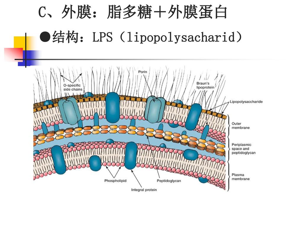 C、外膜：脂多糖＋外膜蛋白 ●结构：LPS（lipopolysacharid）