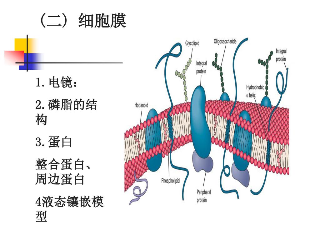 (二) 细胞膜 1.电镜： 2.磷脂的结构 3.蛋白 整合蛋白、周边蛋白 4液态镶嵌模型