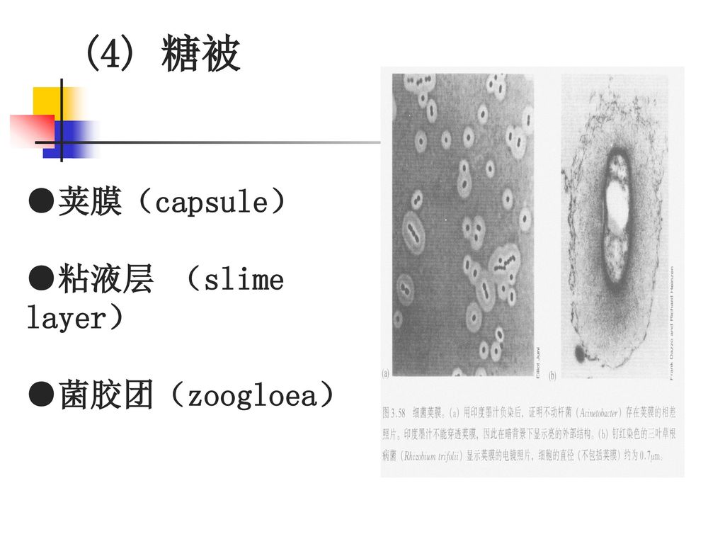 (4) 糖被 ●荚膜（capsule） ●粘液层 （slime layer） ●菌胶团（zoogloea）