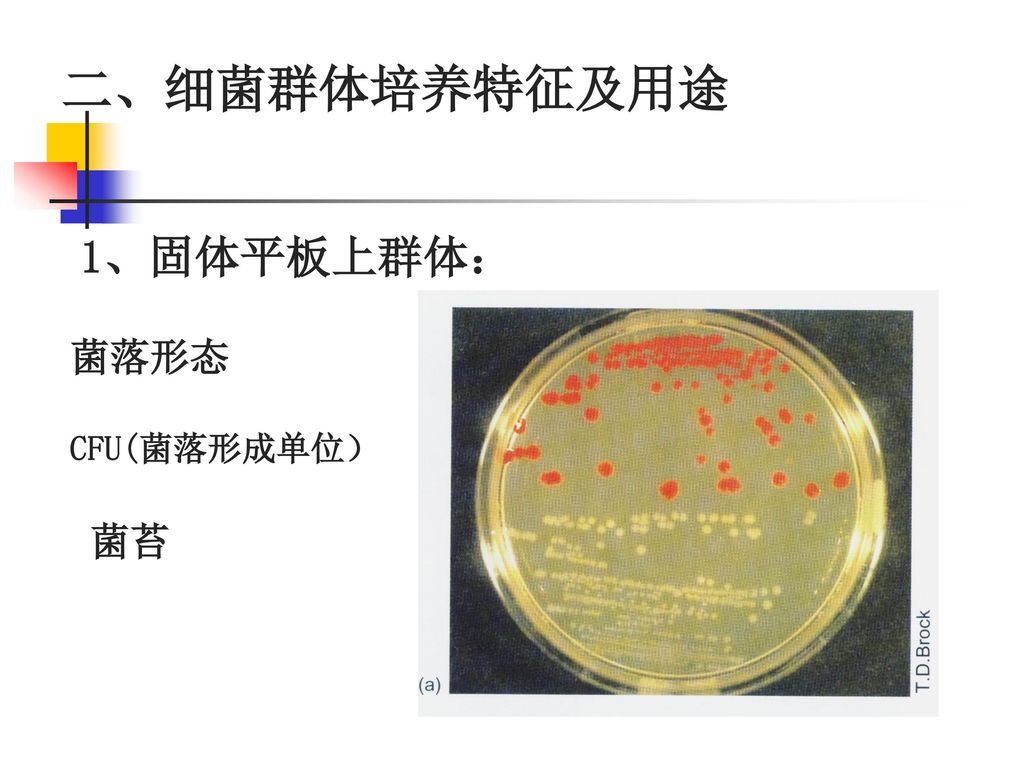 二、细菌群体培养特征及用途 1、固体平板上群体： 菌落形态 CFU(菌落形成单位） 菌苔