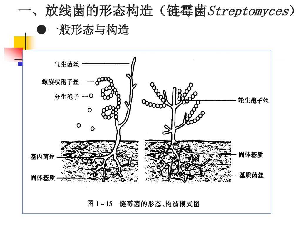 一、放线菌的形态构造（链霉菌Streptomyces）