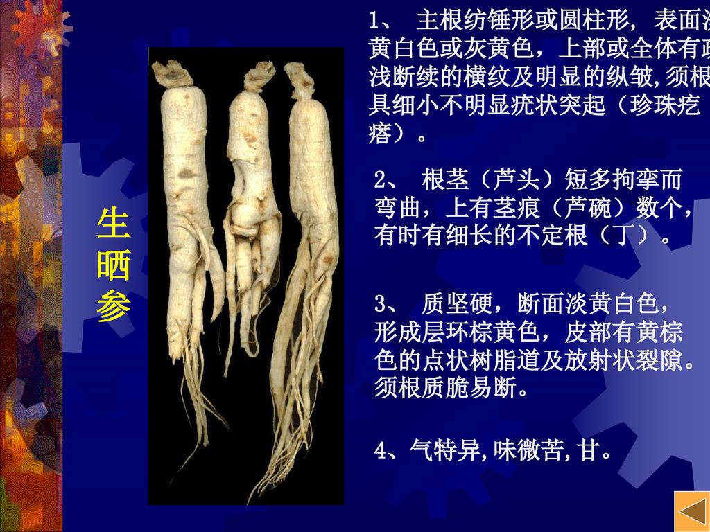 人参radix Gingshen 教学重点历史传说来源植物形态生药性状园参山参显微特征主要成分理化鉴定品质评价 Ppt Download