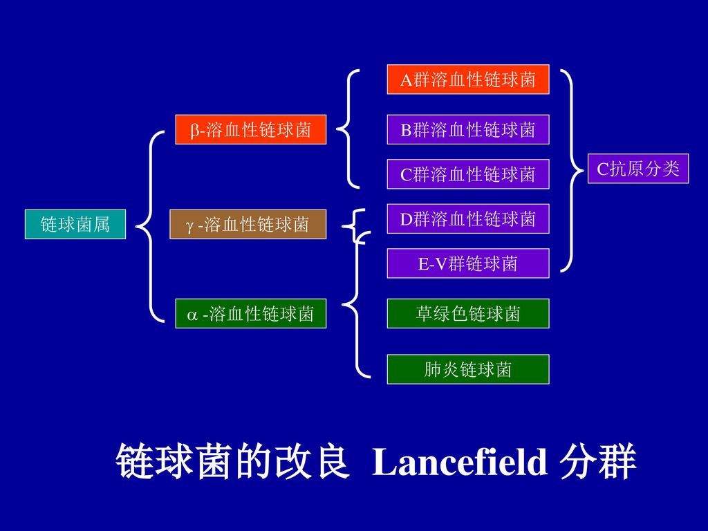 链球菌的改良 Lancefield 分群 A群溶血性链球菌 -溶血性链球菌 B群溶血性链球菌 C抗原分类 C群溶血性链球菌