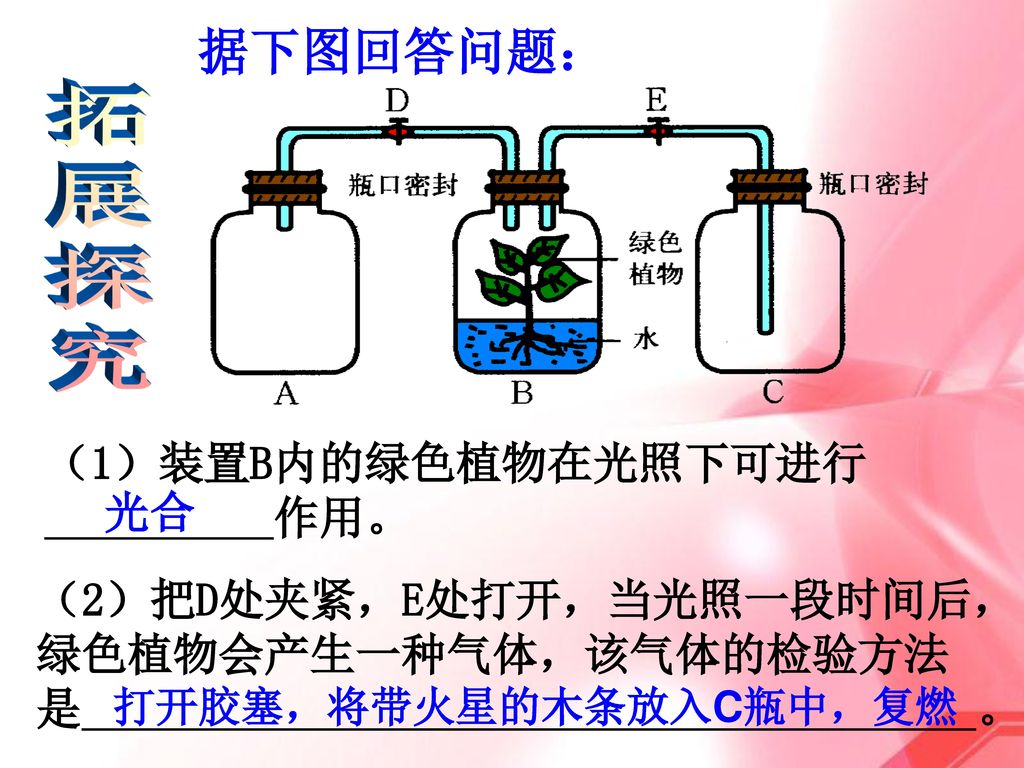 据下图回答问题： 拓 展 探 究 （1）装置B内的绿色植物在光照下可进行 作用。 光合