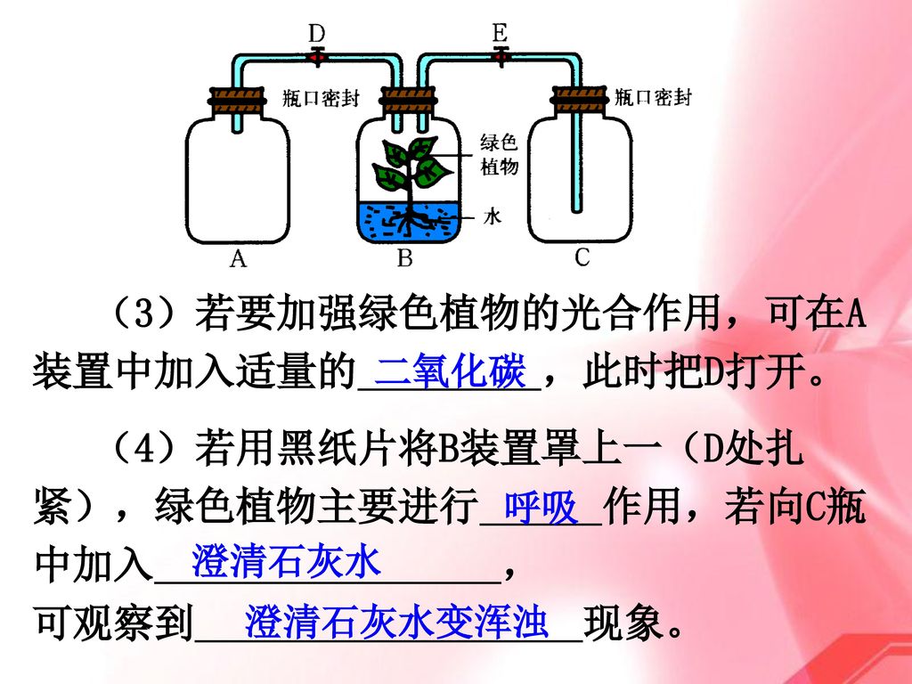 （3）若要加强绿色植物的光合作用，可在A装置中加入适量的 ，此时把D打开。