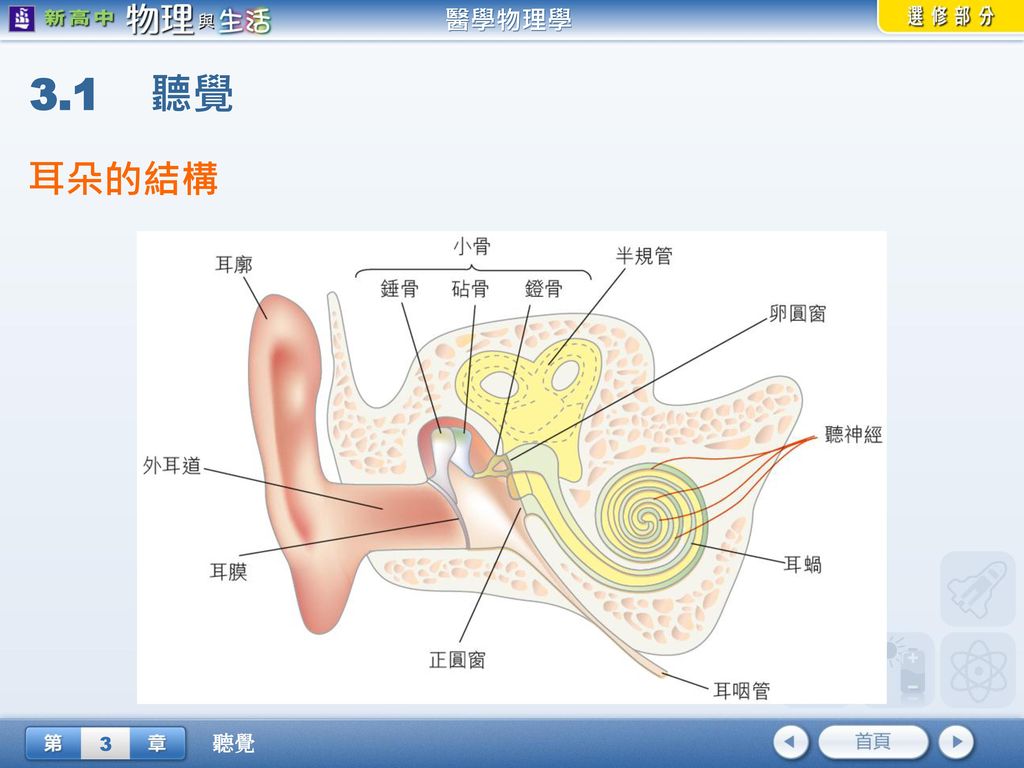 3.1 聽覺 耳朵的結構