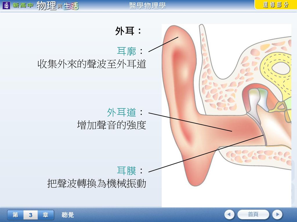 外耳： 耳廓： 收集外來的聲波至外耳道 外耳道： 增加聲音的強度 耳膜： 把聲波轉換為機械振動