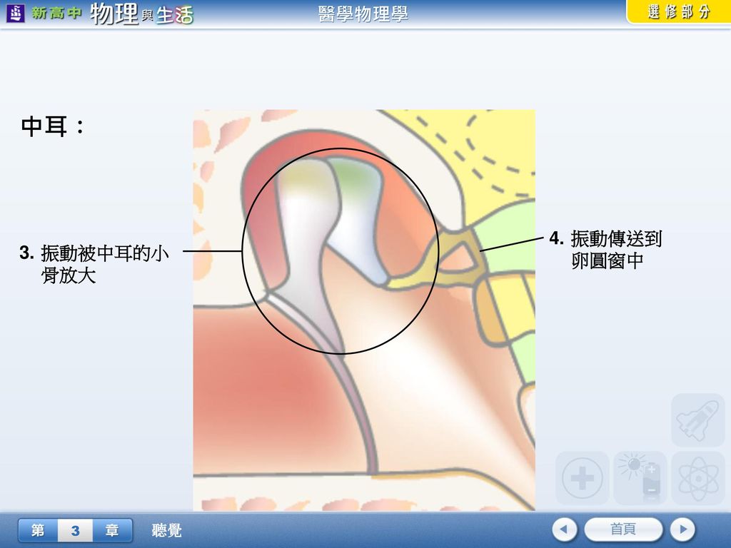 中耳： 4. 振動傳送到 卵圓窗中 3. 振動被中耳的小骨放大