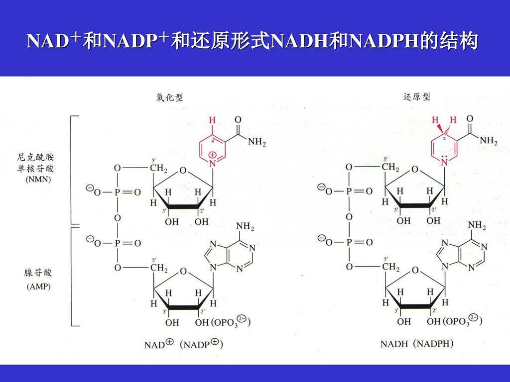 NAD+和NADP+和还原形式NADH和NADPH的