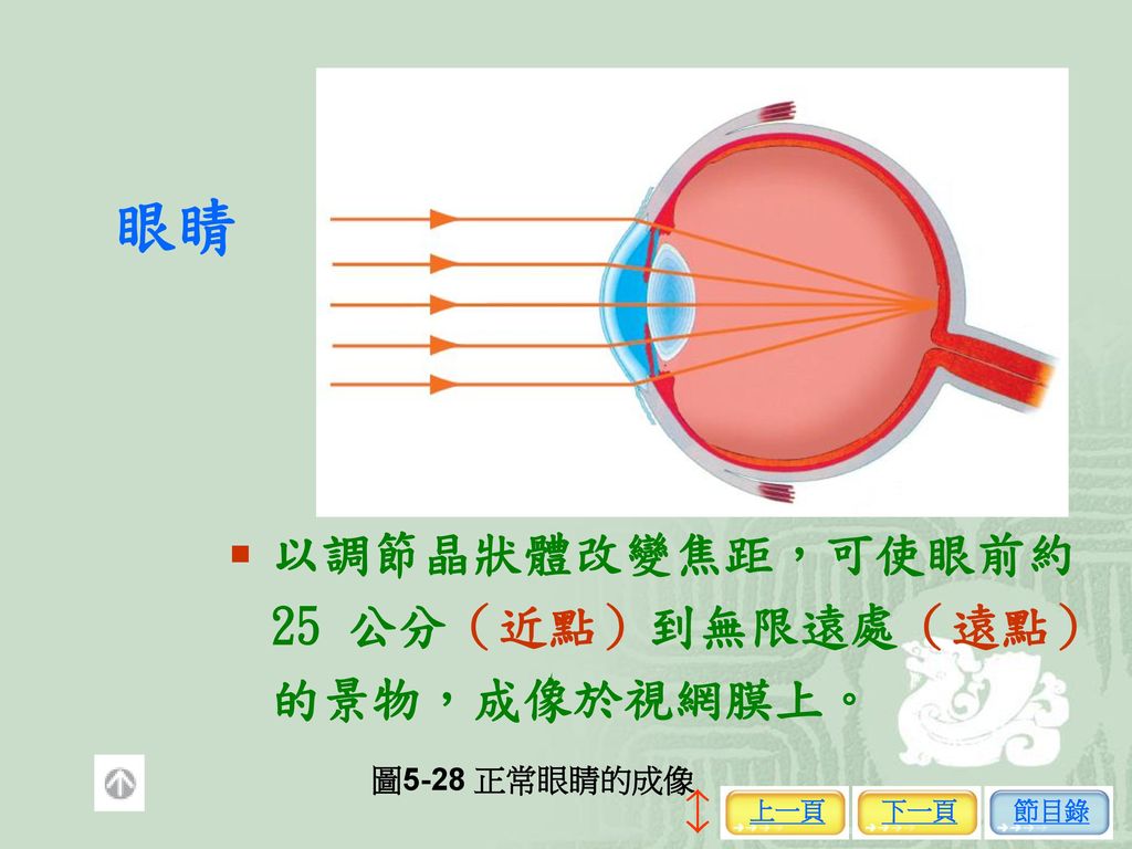 眼睛 以調節晶狀體改變焦距，可使眼前約25 公分（近點）到無限遠處（遠點）的景物，成像於視網膜上。 圖5-28 正常眼睛的成像 上一頁