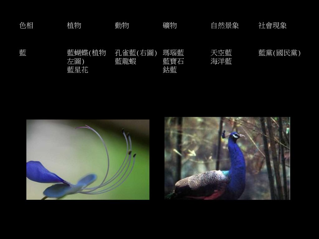 色相 植物 動物 礦物 自然景象 社會現象 藍 藍蝴蝶(植物左圖) 藍星花 孔雀藍(右圖) 藍龍蝦 瑪瑙藍 藍寶石 鈷藍 天空藍 海洋藍 藍黨(國民黨)