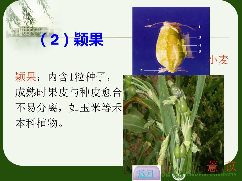 （2）颖果 小麦 颖果：内含1粒种子，成熟时果皮与种皮愈合，不易分离，如玉米等禾本科植物。 薏 苡 返回