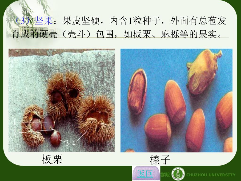 （3）坚果：果皮坚硬，内含1粒种子，外面有总苞发育成的硬壳（壳斗）包围，如板栗、麻栎等的果实。