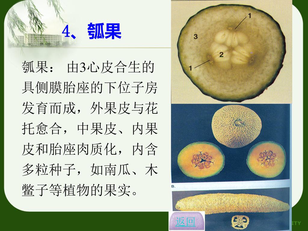 4、瓠果 瓠果： 由3心皮合生的具侧膜胎座的下位子房发育而成，外果皮与花托愈合，中果皮、内果皮和胎座肉质化，内含多粒种子，如南瓜、木鳖子等植物的果实。 返回