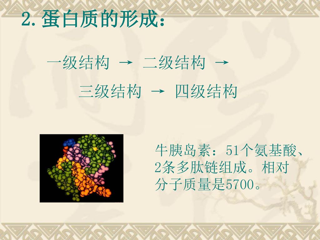 2.蛋白质的形成： 一级结构 → 二级结构 → 三级结构 → 四级结构 牛胰岛素：51个氨基酸、2条多肽链组成。相对分子质量是5700。